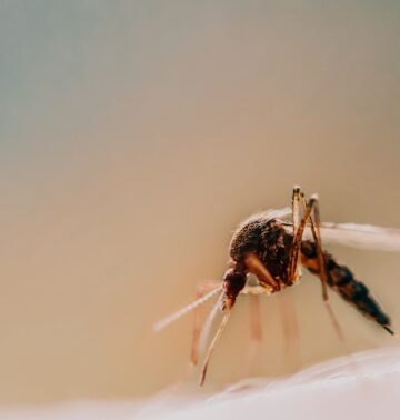 Mücken Hilfe Schutz Tipps Öle Lavendel Citronella-min Was hilft um Mücken fern zu halten?