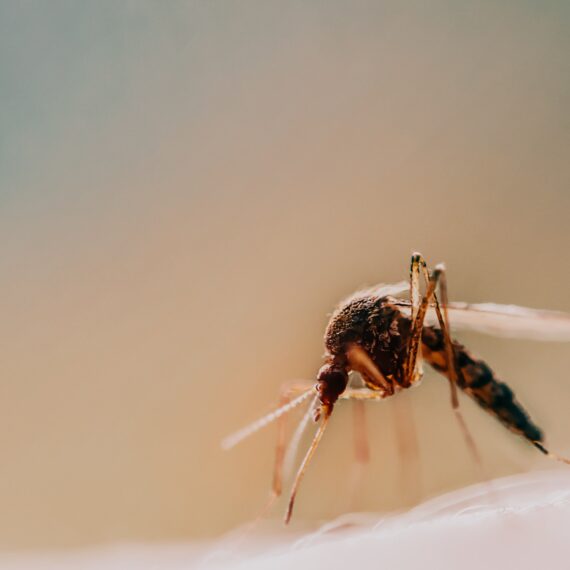 Mücken Hilfe Schutz Tipps Öle Lavendel Citronella-min Was hilft um Mücken fern zu halten?