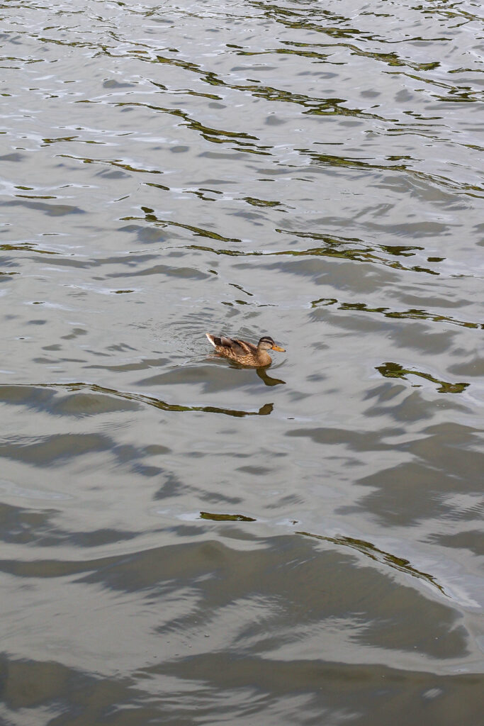 Trischendiek Park Friedrichkoog Spielplatz Urlaub mit Kind Familie Dithmarschen Nordsee Trischendamm Alter Hafen