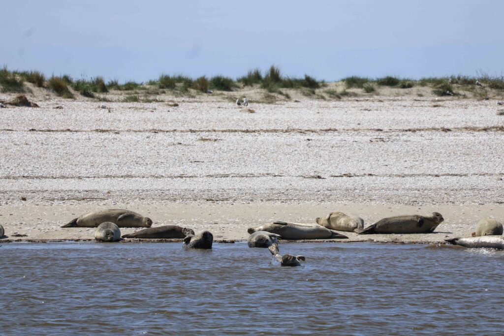 Büsum Seehundfahrt Lia hutzfeldt 05.2026-62